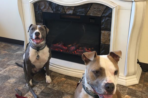 2-pits-in-front-of-fireplace-10-28-2017.f1cb27a519bdb5b6ed34049a5b86e317